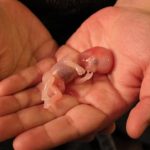 What Happens During a Miscarriage— A Clear, Honest Explanation